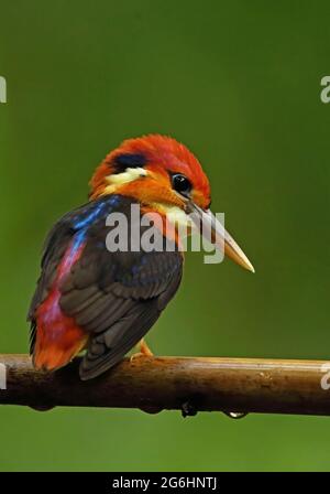 Black-backed Kingfisher (Ceyx erithaca erithaca) adult perched on branch Kaeng Krachan NP, Thailand            May Stock Photo