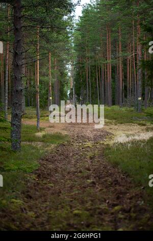 Plowed dirt road going through the forest. Stock Photo