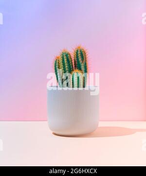 Tropical fashion pink cactus on paper background. Trendy minimal pop art  style and colors Stock Photo - Alamy