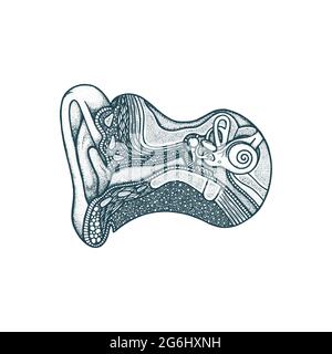 Ear anatomy hand drawn vector illustration. Ear canal and skull cross section vintage engraving style drawing. Human acoustic meatus internal parts. Stock Vector