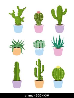 Vector illustration set of succulents and cactus with flowers on white background in flat style. Stock Vector