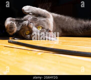 A Russian blue cat rolls on his back while playing with a toy Stock Photo