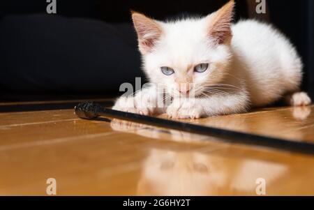 A flame point Siamese kitten stalks a toy with reflection in the hardwood floor Stock Photo
