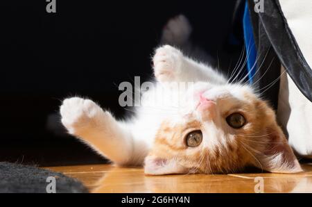 An orange and white ginger kitten rolls on her back and looks at the camera Stock Photo