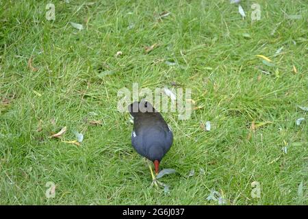 Single adult Moorhen (Gallinula chloropus) foraging for food in grass in early summer Stock Photo