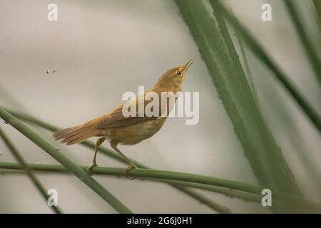 Common Reed Warbler (Acrocephalus scirpaceus) young bird perched on a stalk foraging on flies Stock Photo