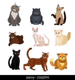 Vector illustrations of cat different breeds set, cute pet animals, lovely kitten on white background in flat style design. Stock Vector