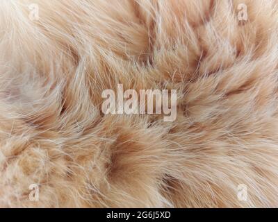natural fur of a domestic cat of a red striped color Stock Photo