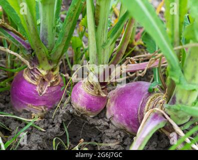 organic farm radish in the soil. Closeup of radish on a garden bed. purple turnips harvest in an orchard at urban garden radish plants Stock Photo