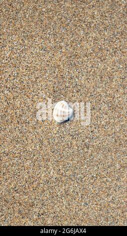 Medium-sized brown and white mussels that appear in clear sea water. mussels buried in the sand in the sea. wonderful holiday backgrounds. Stock Photo