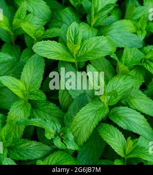 lush mints background.Green mint leaves pattern layout design. Ecology natural creative concept. Green mint leaves with raindrops on top. green. Stock Photo