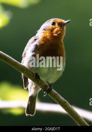 Adult Robin, or European Robin, Erithacus rubecula, perched in a tree, Suffolk UK Stock Photo