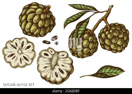 Ramphal fruit in linear style. Hand drawing Custard apple or Sugar apple  fruit isolated on white background. Whole fruit and half sliced. Vector  illustration Stock Vector | Adobe Stock