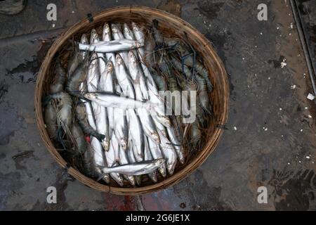 Shrimp and hilsa fish are arranged in baskets. Hilsa is the national fish of Bangladesh. Stock Photo