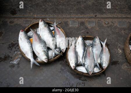 Silver hilsa fish are arranged in baskets. Hilsa is the national fish of Bangladesh. Stock Photo