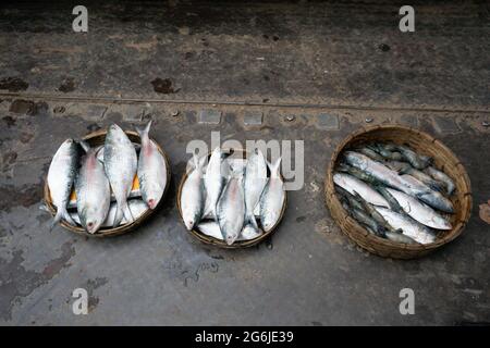 Silver hilsa fish are arranged in baskets. Hilsa is the national fish of Bangladesh. Stock Photo