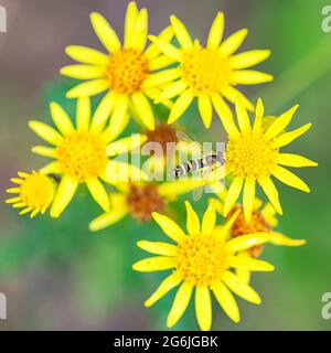 Hoverfly, Sphaerophoria scripta, insect eating pollen on a yellow flower Stock Photo