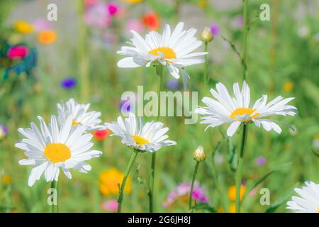 daisies Stock Photo