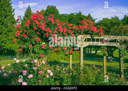 Roses on arbor, Burnaby Mountain Centennial Rose Garden, Burnaby, British Columbia, Canada Stock Photo