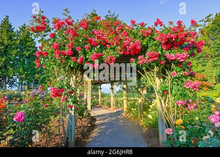 Pink roses on arbor, Burnaby Mountain Centennial Rose Garden, Burnaby, British Columbia, Canada Stock Photo