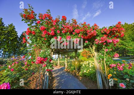 Pink roses on arbor, Burnaby Mountain Centennial Rose Garden, Burnaby, British Columbia, Canada Stock Photo