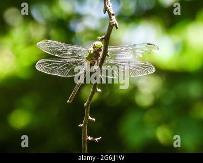 Giant Darner Dragonfly perched on the branch Stock Photo