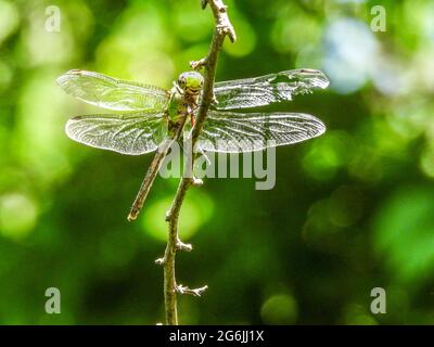 Giant Darner Dragonfly perched on the branch Stock Photo