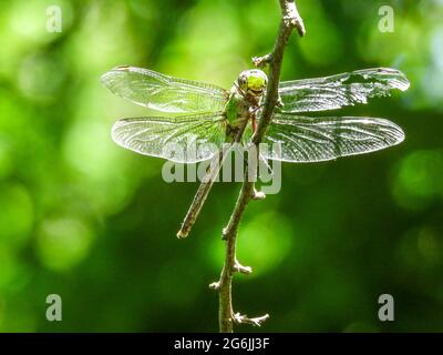 Giant Darner Dragonfly perched on the branch Stock Photo