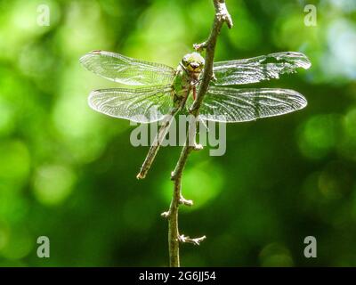Giant Darner Dragonfly perched on the branch Stock Photo