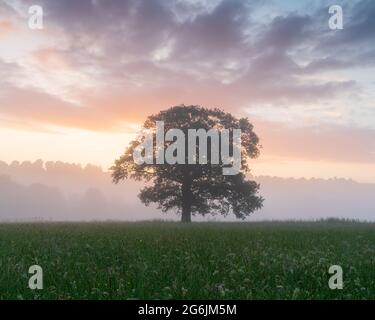 A lone tree stands out from the misty surroundings in a field near Kirkby Overblow at sunrise on a warm summer morning in Yorkshire, UK. Stock Photo