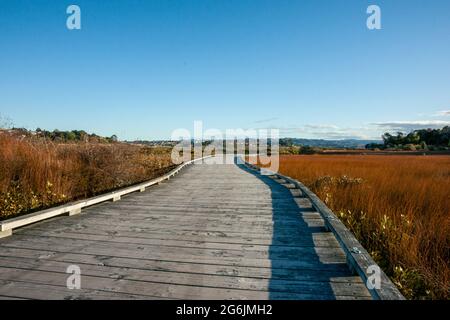 Estuarine environment of dense salt- marsh plants with wooden walkway winding through in Matua Tauranga Stock Photo