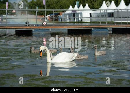 East Molesey, Surrey, UK. 5th July, 2021. A swan and her seven cygnets on the Longwater at the RHS Hampton Court Palace Garden Festival. Credit: Maureen McLean/Alamy Stock Photo