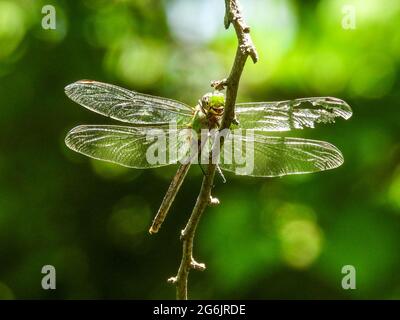 Giant Darner Dragonfly perched on the branch Stock Photo