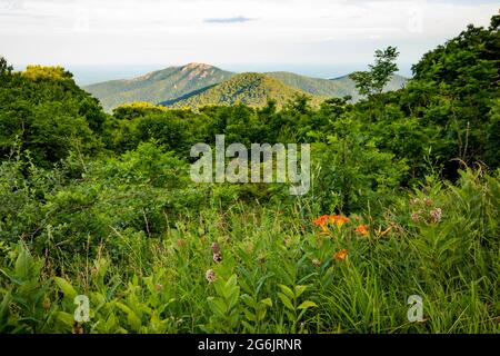 Scenic overlook of Shenandoah blue ridge mountains and hills with flowers at the front during sunset Stock Photo