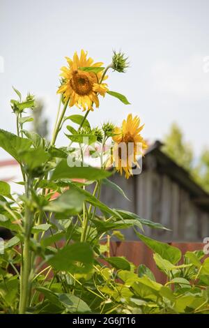 Sunflowers growing tall in front of blurred old shed in rural setting - selective focus Stock Photo