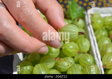 Woman's hand, putting a freshly picked organic gooseberry into a punnet Stock Photo