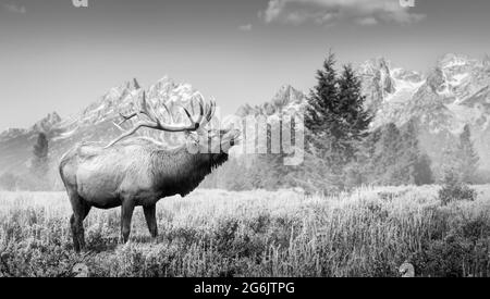 Bull Elk bugles during mating season in sagebrush field with South Teton Peak in background at Grand Teton National Park Wyoming. black and white Stock Photo