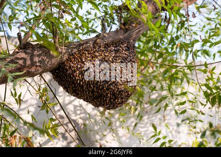 Honeybee swarm hanging on the tree, Swarm of bees building a new hive surrounding the tree. Stock Photo