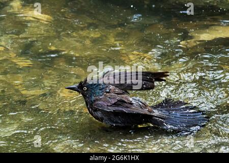 Common Grackle, (Quiscalus quiscula), taking a bath, Adult Bird Bathing Stock Photo