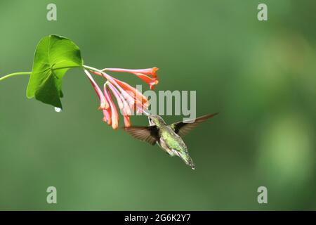 Female ruby throated hummingbird visiting honeysuckle flowers to feed on nectar