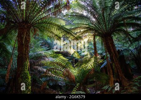 Tree Ferns growing in Tasmanian rainforest Stock Photo