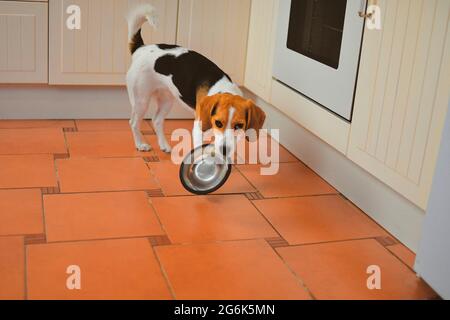 Beautiful Beagle dog holding in teeth a bowl. Hungry dog Stock Photo