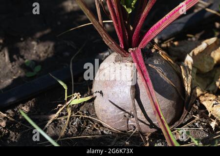 large red beets grow in garden on organic farm or vegetable garden. Beetroot with leaves. Stock Photo