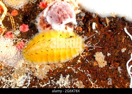 Segmented Scale Worm, Paralepidonotus indicus. Tulamben, Bali, Indonesia. Bali Sea, Indian Ocean Stock Photo
