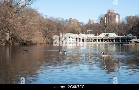 Geese Swimming In The Lake Stock Photo - Alamy