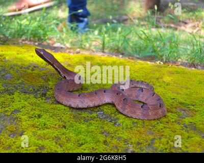 Lateral side of Hump Nose pit viper, Hypnale hypnale, Karnataka, India Stock Photo