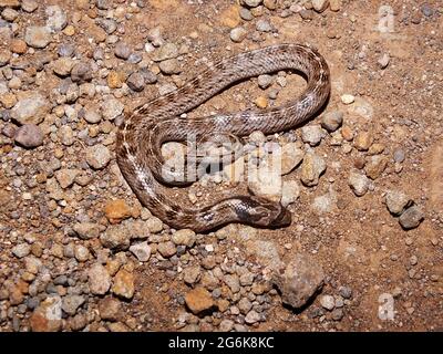 Russel's kukri snake, Oligodon arnensis, Satara, Maharashtra, India Stock Photo