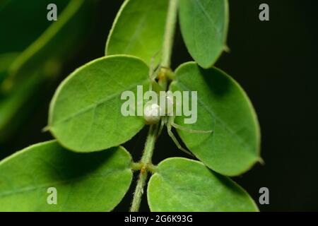 Green Crab Spider, Misumessus oblongus, Satara, Maharashtra, India Stock Photo