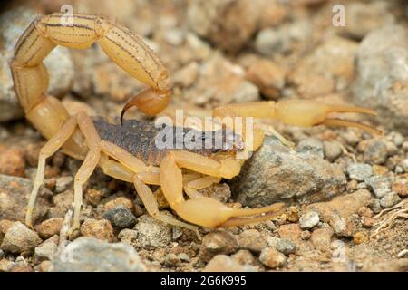 Hottentotta tamulus, Satara, Maharashtra, India Stock Photo - Alamy