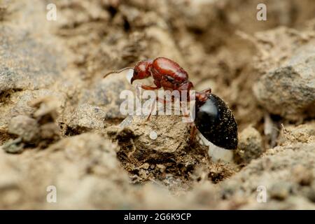 Queen Carpenter Ant, Camponotus Sayi, Satara, Maharashtra India Stock Photo